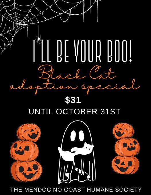 Get Your Black Cat This Month